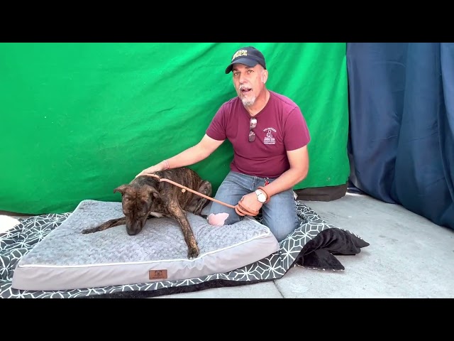 NEW! A5556011 Mando   | Pit Bull Puppy