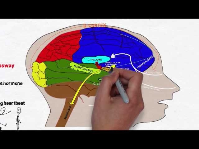 Your Brain on Stress and Anxiety
