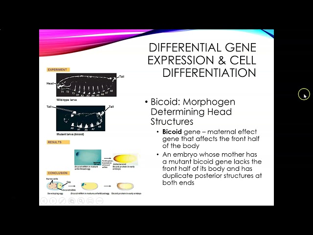 Ch  18 Part 6_AP Bio