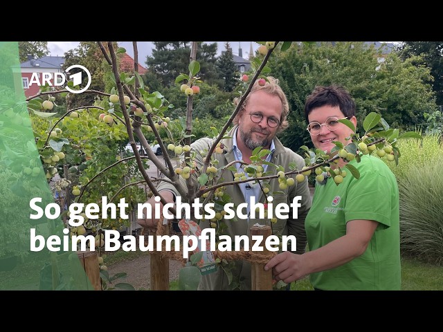 Einen Baum pflanzen, aber richtig! | MDR Garten