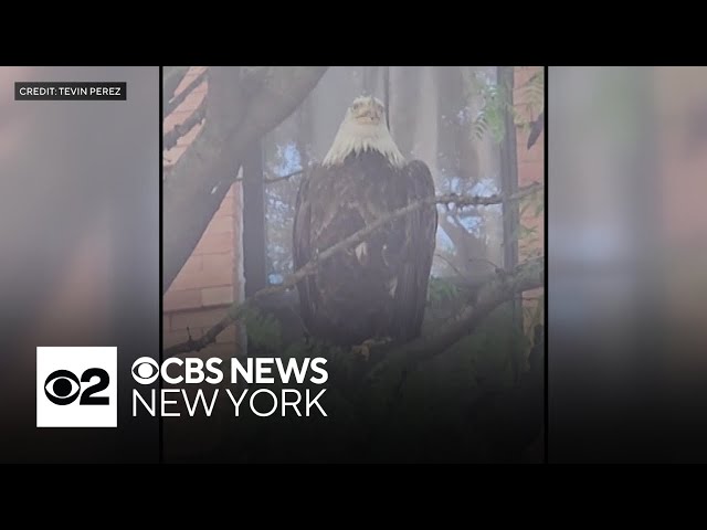 Bald eagle spotted in the Bronx