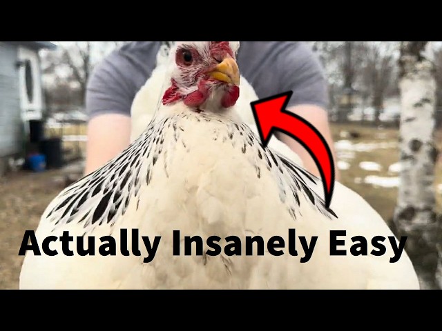 The No Excuses approach to raising Chickens