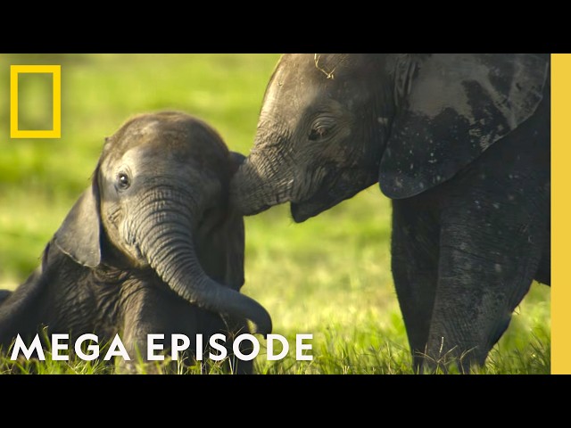 Secret Lives Of Animals Around the Globe | MEGA Episode Special | National Geographic