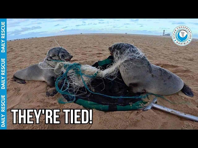 Double Seal Rescue: Tied Together by Dangerous Fishing Net
