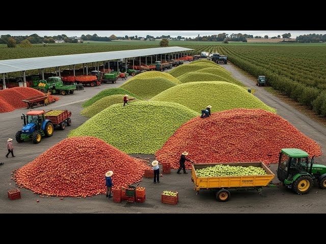 LARGEST APPLE FARM IN BRAZIL!