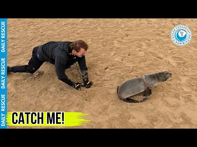 Catch Me If You Can! Rescuer Chases Down Speedy Seal Pup