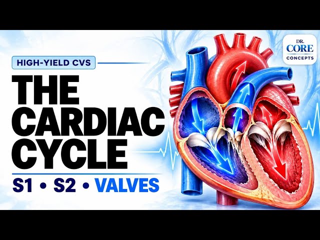 The Cardiac Cycle — Phases, Pressure Changes & Valve Movements
