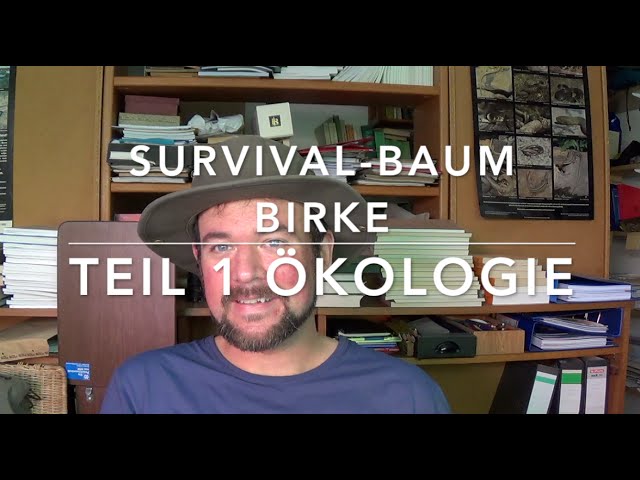 Survival Tree Birch (1) Tree Knowledge for Bushcrafters (Ecology)