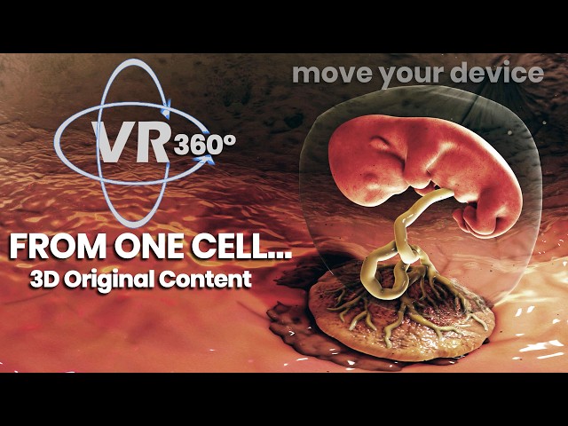 From One Cell to a Baby - 3D Original content