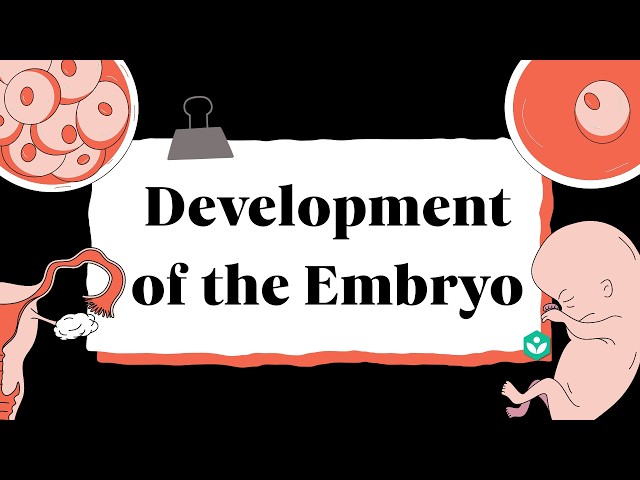 Development of the Embryo | Reproduction | Class 10 | Biology | Telangana | Khan Academy