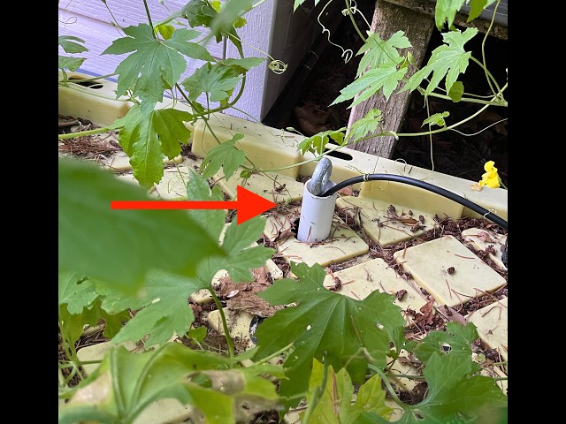 Never Manually Refill Your Kratky Hydroponic Tanks Again