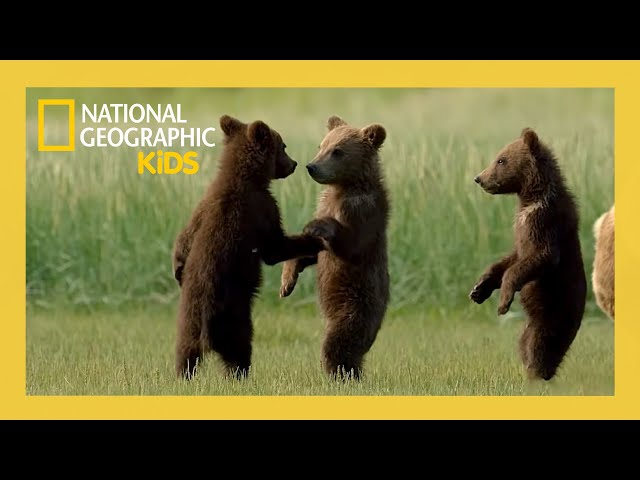Wild Babies of America's National Parks! | Full Episode | Nat Geo Kids