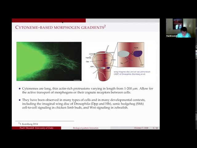 Paul Bressloff: Biological pattern formation: beyond classical diffusion-based morphogenesis