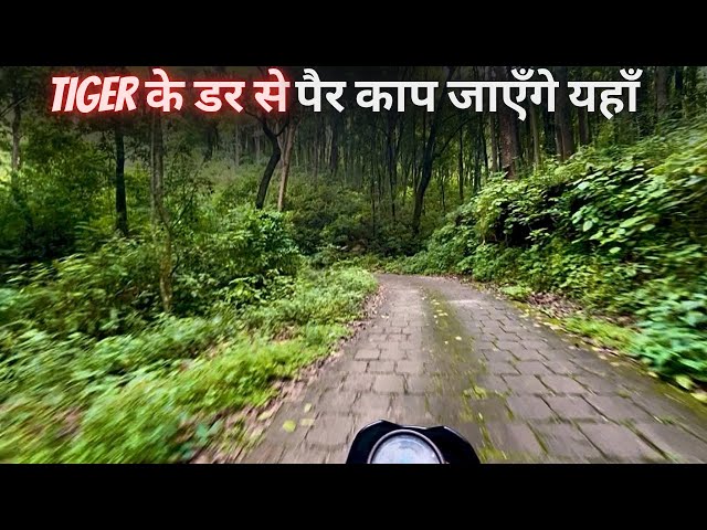 Rathuwa Dab Forest Drive | Tiger Attack in Daylight | Jim Corbett National Park | Maneater Tiger