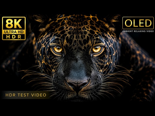 PREMIUM OLED Experience | 8K HDR Dolby Vision® (For 4K & 8K TV)