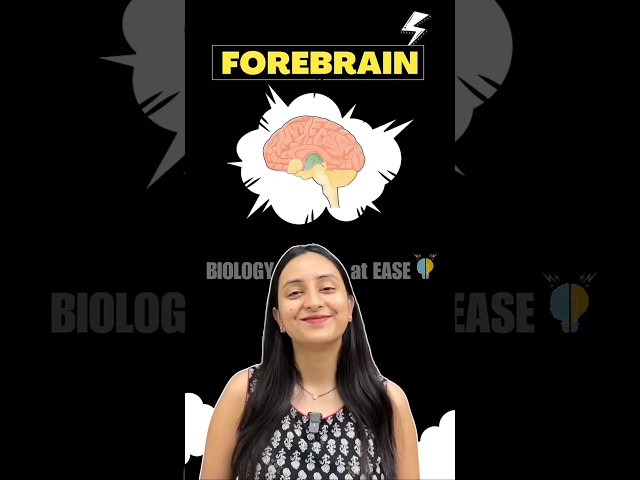 🧠Forebrain: Parts & Functions #neet #biology #shorts #ytshorts #class11 #study #exam #science #yt