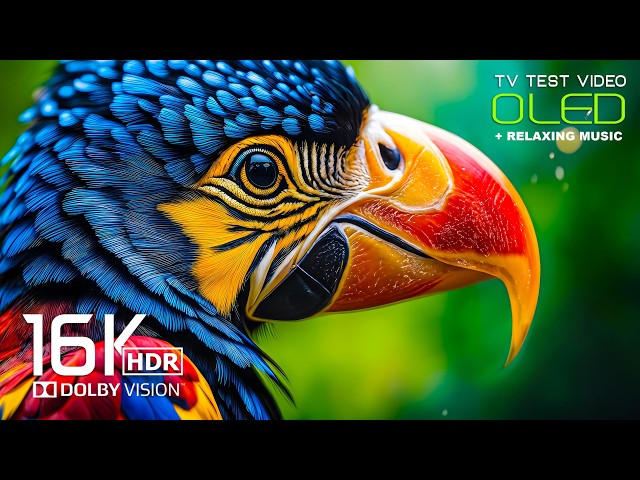 Incredible 16K ULTRA HD 120fps | Dolby Vision Nature Scenery (8K/4K Video TV)