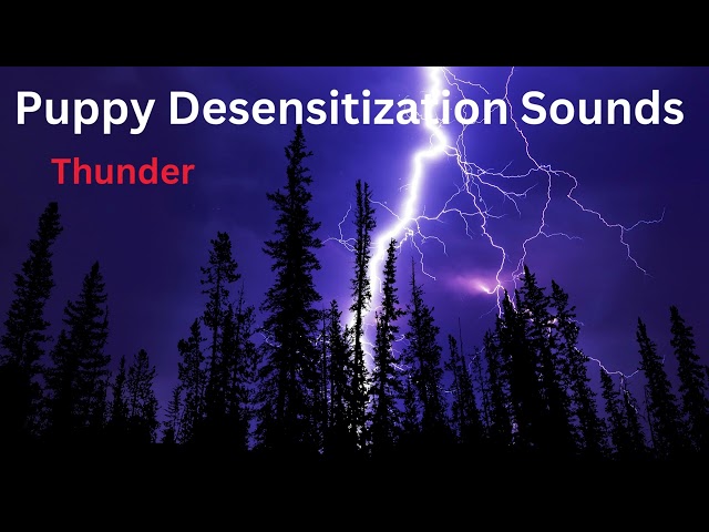 Puppy/Dog Desensitization Sounds - Thunder Sounds with rain