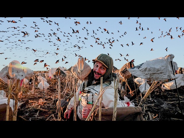 NOVEMBER BIRDS ARE FRESH AND DUMB!! MY FAVORITE