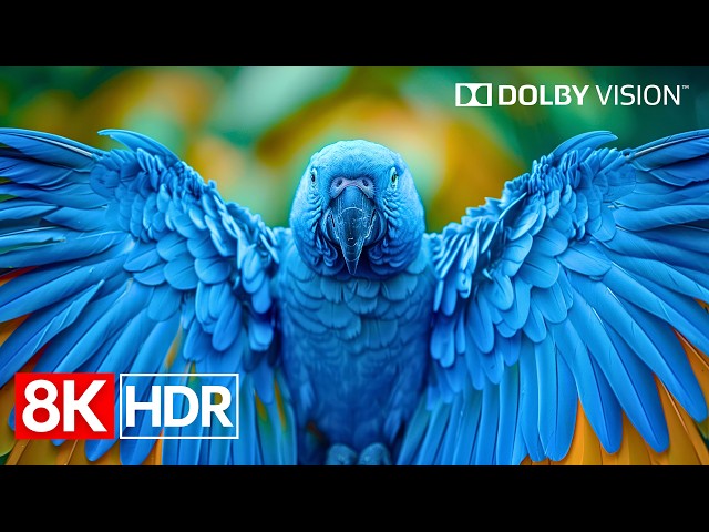 Unbelievable 8K HDR Dolby Vision Colors | 8K Video Ultra HD (60fps)