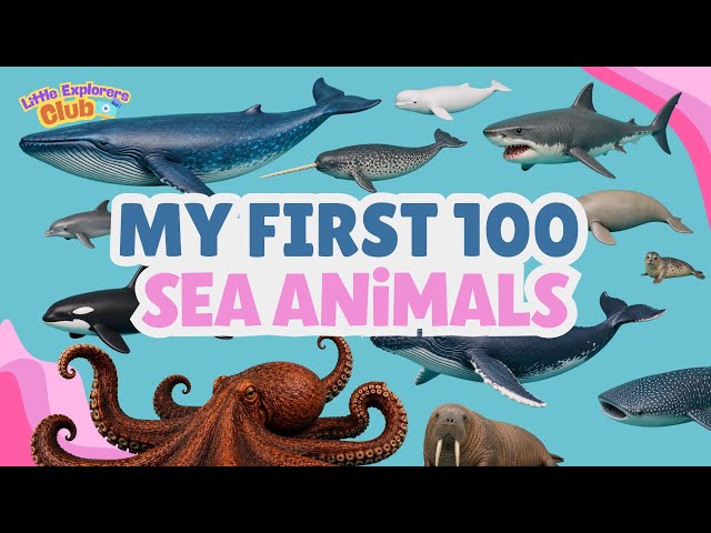 100 Ocean and Sea Animals for Kids | Learn Animal Names | Toddler Vocabulary