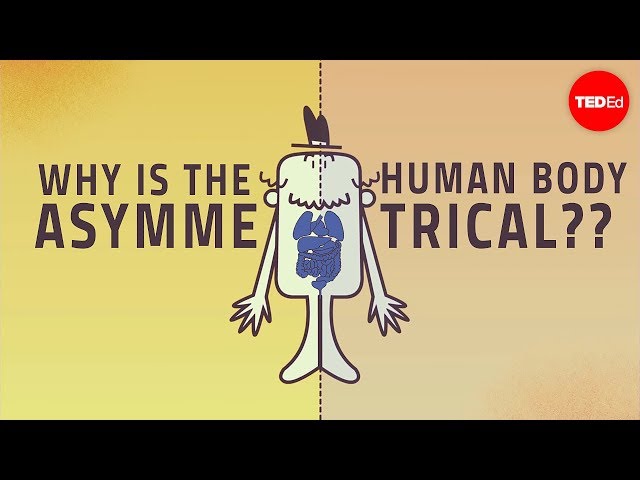 Why are human bodies asymmetrical? - Leo Q. Wan