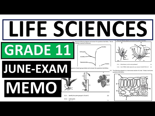 MEMO 2025 LIFE SCIENCES  GRADE 11 JUNE EXAMS GET ANSWERED GRADE 11  LIFE SCIENCES MEMO 2025 JUNE EXA