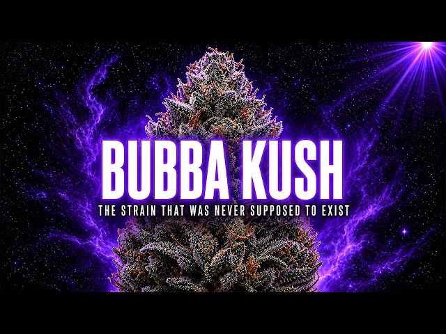 Bubba Kush: The Accidental Cross That Became the Most Sought After Indica on Earth