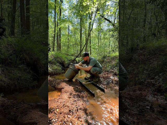 Collecting Beautiful Gold Dust from a Small Creek!