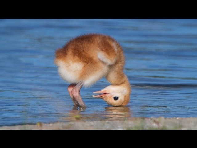 Animals Becoming the Funniest Creatures in the World 😂🐾 Funny ANIMALS Video