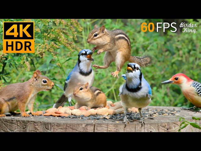 КОШКА ТВ 😻🐦 Супер милые птицы, бурундуки и белки 🐿 4K HDR