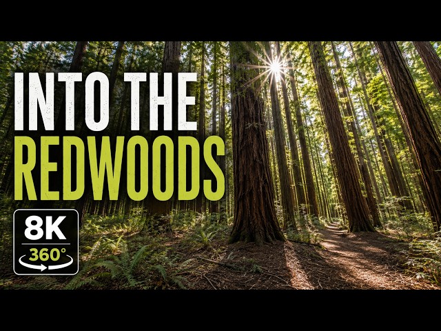 Walk Among Ancient Redwoods | Immersive 8K 360° VR