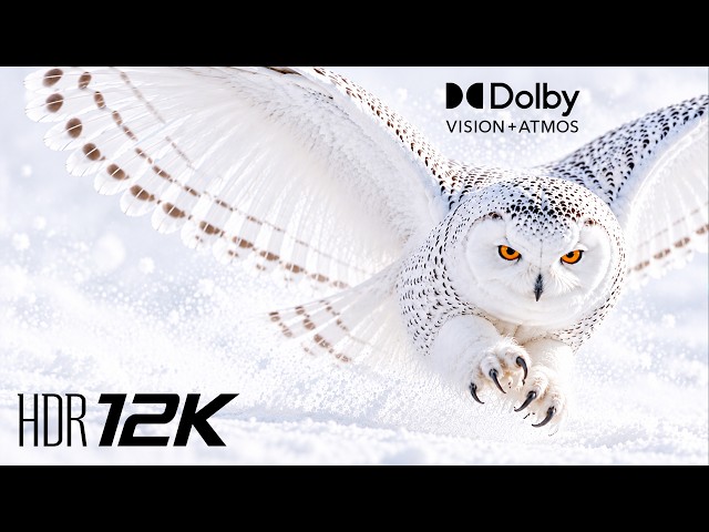 Extreme Visual Detail OLED Demo HDR 12K 120FPS | Dolby Vision | OLED Showcase (4K/8K OLED TV Demo)