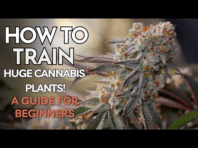 Beginner’s Guide to HUGE Indoor Harvests | Cannabis Training Tips