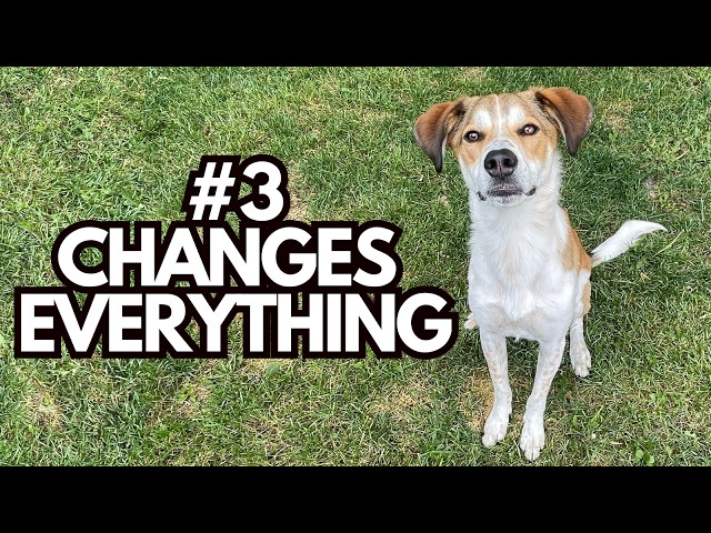 4 Must-Know Dog Training Tips (You’ll Wish You Tried Them Sooner)