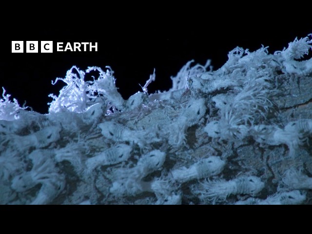 Extraordinary Insect Emergence at Night | BBC Earth