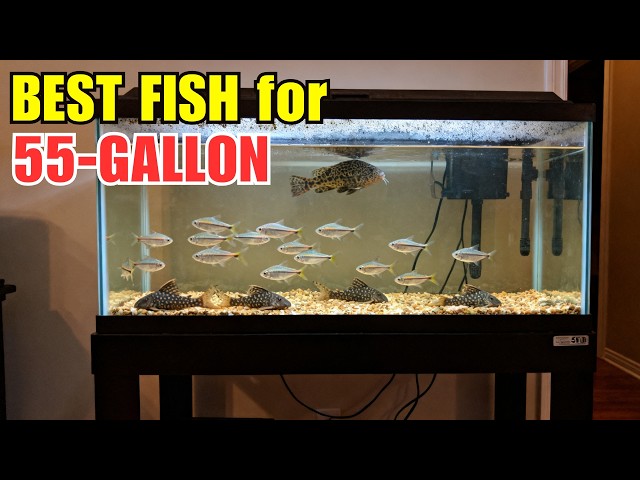 55-Gallon Tank: The Fish Worth Buying (And What to Avoid)