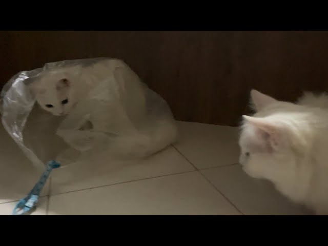 My White Cats Waiting Their Turn To Play