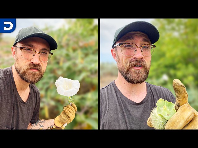 This Plant Will Ruin Your Life