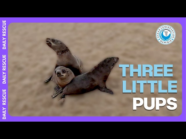 Pelican Point Rescue: A Seal Who Wasn't Going Down Easy