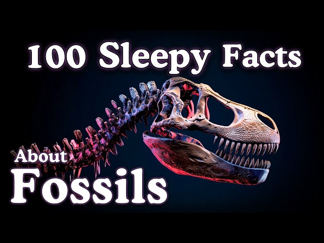 The Most Relaxing Fossil Facts to Fall Asleep To — No Adverts
