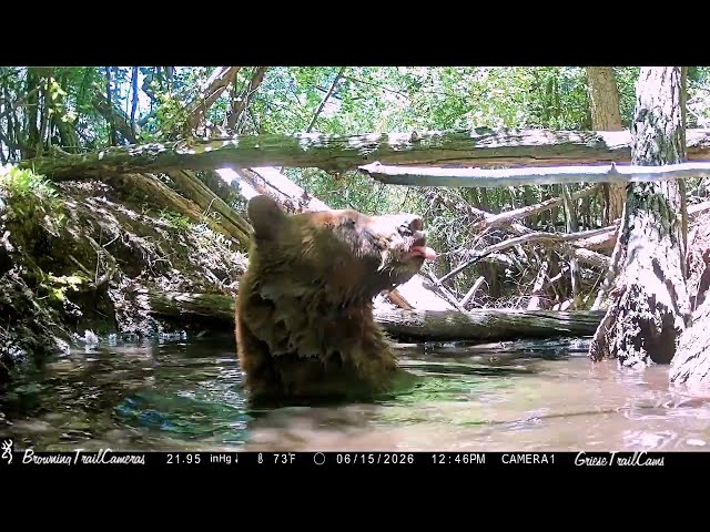 Tired floating Bear. Water Hole #1