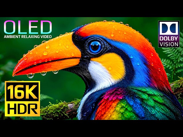 Extreme 16K Details HDR Display Test | 120fps Nature OLED Showcase for 4K & 8K OLED TV