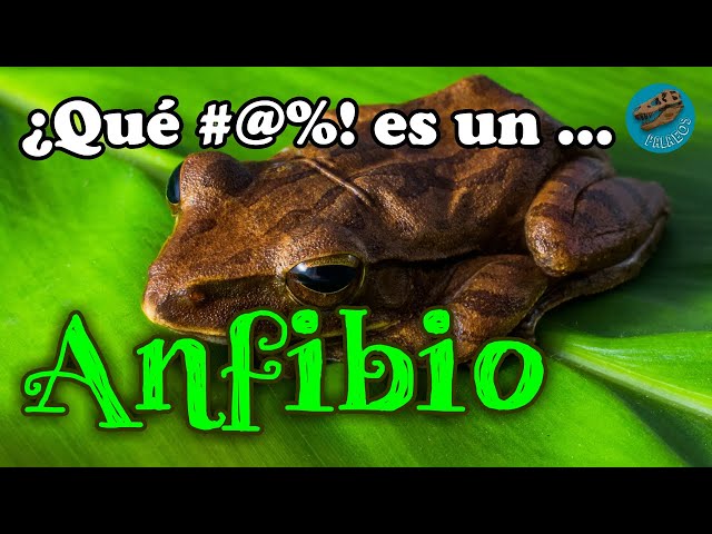 ¿Qué #@%! es un ANFIBIO?