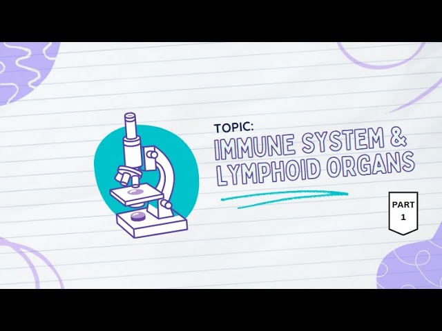 HISTOLOGY 101: THE IMMUNE SYSTEM AND THE LYMPHOID ORGANS (Part 1)