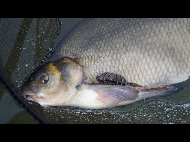 Big bream on the method feeder