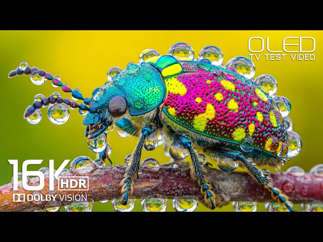EPIC 16K Video OLED TEST | 16K Dolby Vision HDR 120FPS  4K Video/8K ULTRA HD TV