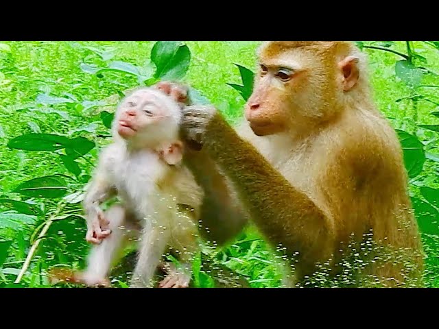 Documentary! Luna Care Leo, BBC Earth & Nat Geo, Animal Planet, Monkey Baby Wild, Baby Monkey,Animal