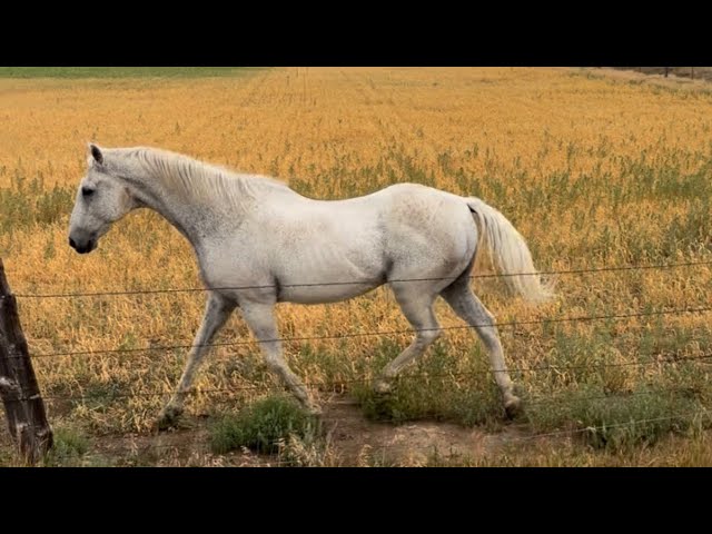 Day 13. Swayed back horses, busy roads, loggers 