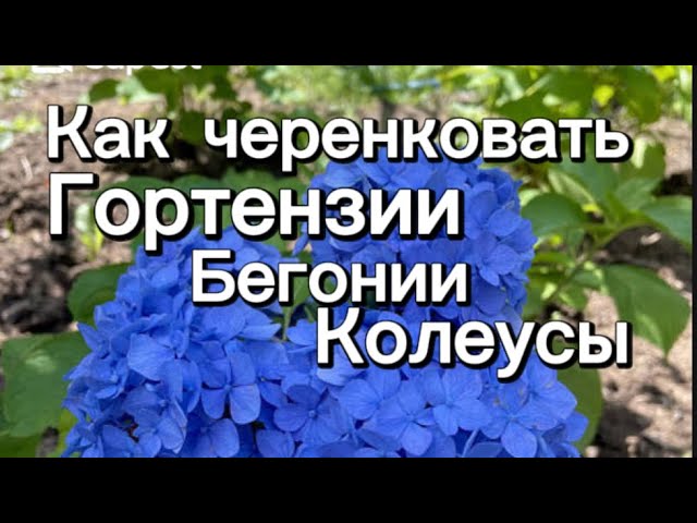 #vlog ✅❤️How to propagate #hydrangea #coleus #begonia #cuttings #begonia #hydrangeacuttings